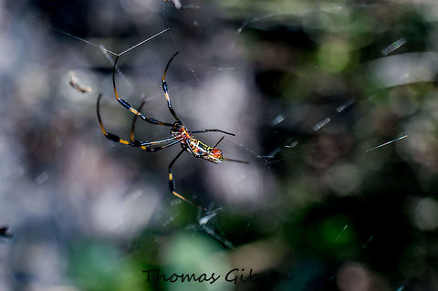 golden silk spider2 1/2 CloseUp,Daylight,Detail,Florida,Geotagged,Insect,Nephila clavipes,Single,Spring,United States,golden silk spider,nature,photo by T.G,spide,web