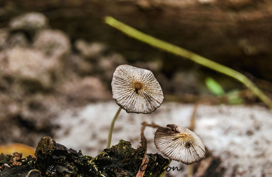 unknown mushroom could use help id it Geotagged,Spring,United States