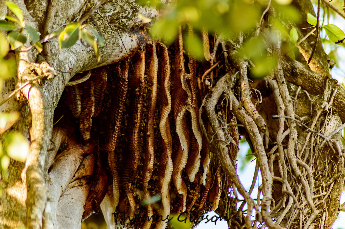 wild bee hive Bee hive I ran into on a hike. couldn't get close enough for a good photograph however one this size isn't seen very often. Bee Hive,Bees,Fall,Florida,Geotagged,Hive,United States,Wild life,nature,photo by T.G