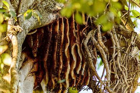 wild bee hive Bee hive I ran into on a hike. couldn't get close enough for a good photograph however one this size isn't seen very often. Bee Hive,Bees,Fall,Florida,Geotagged,Hive,United States,Wild life,nature,photo by T.G