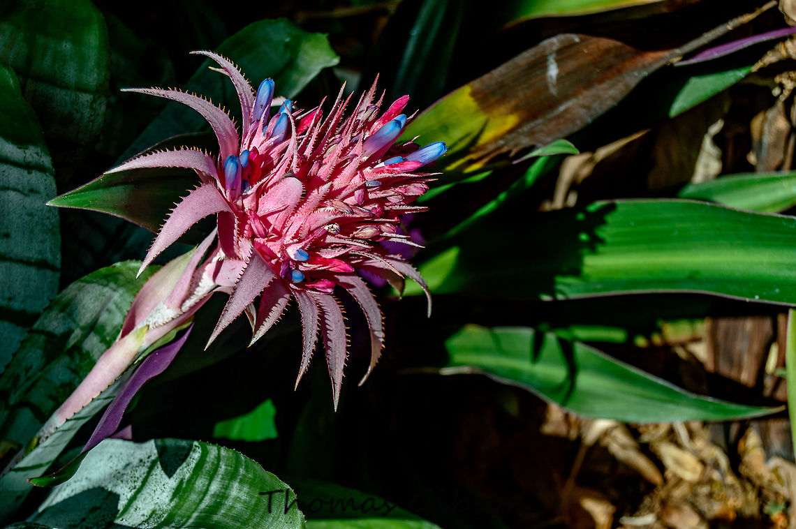 Aechmea fasciata2 is a species of flowering plant in the bromeliad family. A. fasciata requires partial shade and a well-drained, but moisture-retentive soil. (silver vase, urn plant) Aechmea fasciata,Botany,Florida,Flower,Geotagged,Plant,Single,Summer,United States,nature,photo by T.G,silver vase,urn plant