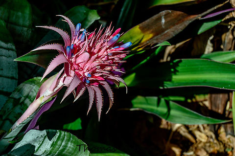 Aechmea fasciata2 is a species of flowering plant in the bromeliad family. A. fasciata requires partial shade and a well-drained, but moisture-retentive soil. (silver vase, urn plant) Aechmea fasciata,Botany,Florida,Flower,Geotagged,Plant,Single,Summer,United States,nature,photo by T.G,silver vase,urn plant