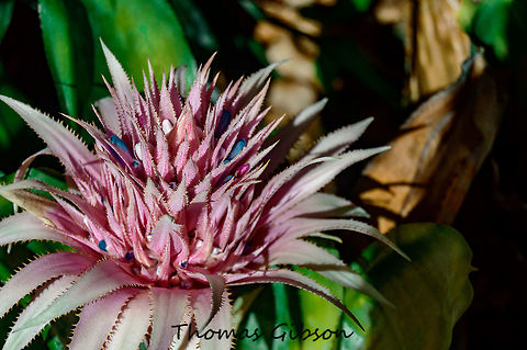 Aechmea fasciata is a species of flowering plant in the bromeliad family. A. fasciata requires partial shade and a well-drained, but moisture-retentive soil. (silver vase, urn plant) Aechmea fasciata,Botany,Florida,Flower,Geotagged,Plant,Single,Summer,United States,nature,photo by T.G,silver vase,urn plant