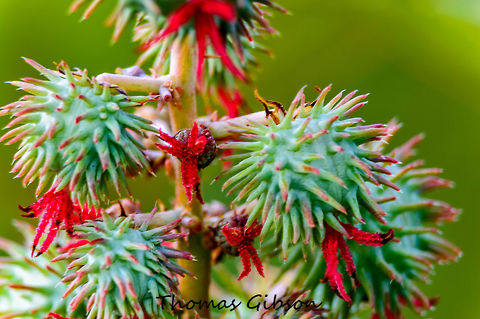 Ricinus communis Everones all time favorit :) is a species of flowering plant in the spurge family, Euphorbiaceae. It reproduces with a mixed pollination system which favor selfing by geitonogamy but at the same time can be an out-crosser by anemophily or entomophily. Castor seed is the source of castor oil, which has a wide variety of uses Botany,Castor oil plant,Detail,Field,Florida,Flowers,Geotagged,Plant,Ricinus communis,Summer,United States,Wild,castor-oil-plant,castorbean,nature,photo by T.G