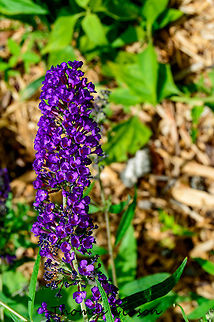 Buddliea davidii 'Black Knight' dark purple flowers that appear throughout the summer. It grows up to 8 feet tall and wide. Black Knight butterfly bush,Botany,Buddleia,Buddleja,Buddleja davidii,Butterfly Bush,CloseUp,Daylight,Detail,Florida,Flowers,Geotagged,National Park,Plant,Soth Florida,United States,dark purple flowers,nature,photo by T.G