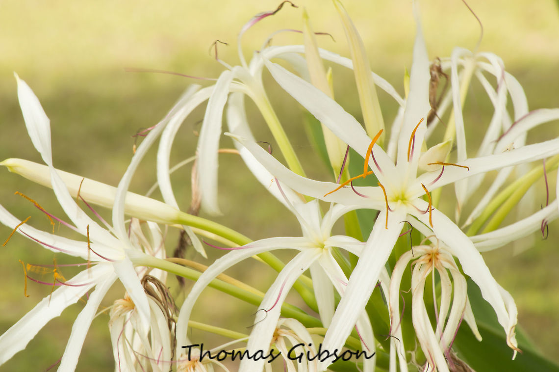 Crinum thaianum is an emergent plant species endemic to coastal plain of southern Thailand in Ranong and Phang Nga Provinces. Its natural habitat is along the banks of running streams, where its roots and bulb are submerged but the flowering holds the umbel of large, showy flowers above the surface. Botany,Crinum thaianum,Detail,Field,Florida,Flowers,Geotagged,Plant,Thai Onion plant,United States,Water Lily,Water onion,Water onion; Thai onion plant,Wild,Winter,nature,photo by T.G