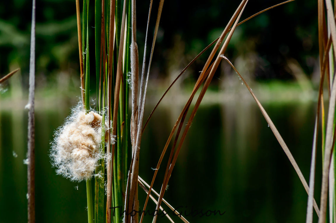 Typha domingensis known commonly as southern cattail. It is found throughout temperate and tropical regions worldwide. It is sometimes found as a subdominant associate in mangrove ecosystems such as the Petenes mangroves ecoregion of Yucat&aacute;n. Recently it was found that Typha domingensis is very effective at reducing bacterial contamination of water for agricultural use. This plant helps to reduce, up to 98 percent, pollution by enterobacteria (usually found in the intestines of mammals) involved in the development of disease. Florida,Flowers,Geotagged,Plant,Spring,Typha domingensis,United States,after bloom,cat tail,nature,photo by T.G,south florida,southern cattail,tropical
