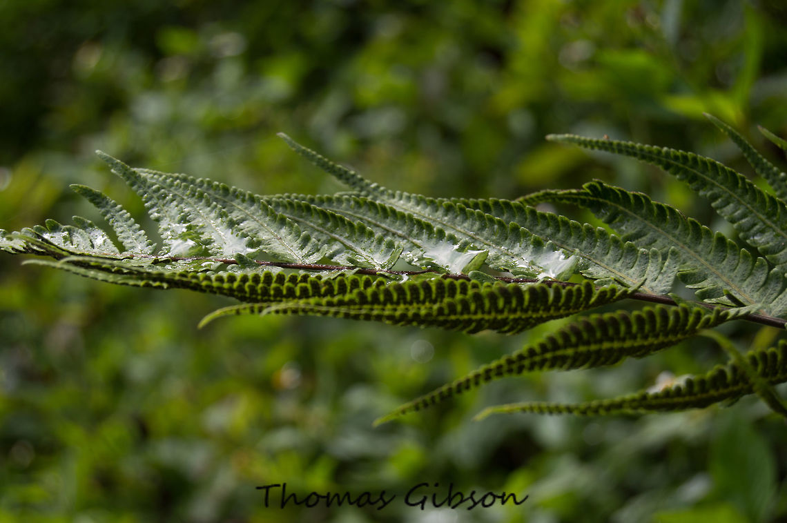 Thelypteris dentata This Asian native has naturalized in concrete walls and other such alkaline places along the East Coast, and therefore has been overlooked as a garden specimen. In our trials, this has proven to be a great upright garden specimen. Its narrow, fuzzy, light-green fronds and vertical stature allow it to be used among other plants without eating them alive. While it prefers moist soils, our dry acidic sand has suited it just fine. Botany,Christella dentata,Detail,Downy maiden fern,Fern,Florida,Geotagged,Plant,Spring,Thelypteridaceae,Thelypteris dentata,United States,Wild,downy shield fern,nature,photo by T.G,tapering tri-vein fern