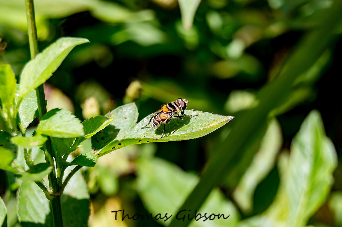 Hoverfly As their common name suggests, they are often seen hovering or nectaring at flowers. Daylight,Detail,Eristalis tenax,Field,Florida,Geotagged,Spring,United States,Wild life,flower flies,hoverfly,nature,photo by T.G,syrphid flies