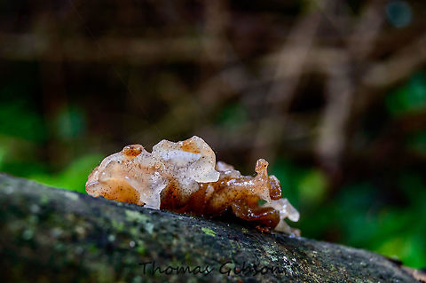 Exidia recisa willow brain or amber jelly roll) is a jelly fungus in the family Auriculariaceae. It is a common, wood-rotting species throughout the northern hemisphere, typically growing on dead attached twigs and branches of willow, more rarely other broadleaf trees. Botany,CloseUp,Detail,Exidia recisa,Fall,Florida,Geotagged,Nature Photographer,Thomas G Photography,United States,nature,photo by T.G