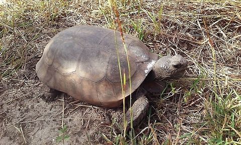 Gopher_tortoise The gopher tortoise is seen as a keystone species because it digs burrows that provide shelter for at least 360 other animal species. They are threatened by predation and habitat destruction. The gopher tortoise is a representative of the genus Gopherus, which contains the only tortoises native to North America. This species of gopher tortoise is the state reptile of Georgia and the state tortoise of Florida. Beauty,By it's self,CloseUp,Daylight,Detail,Fall,Florida,Geotagged,Gopher tortoise,Gopherus polyphemus,Nature,Single,United States,Wild,Wild Life,beautiful,photo by T.G