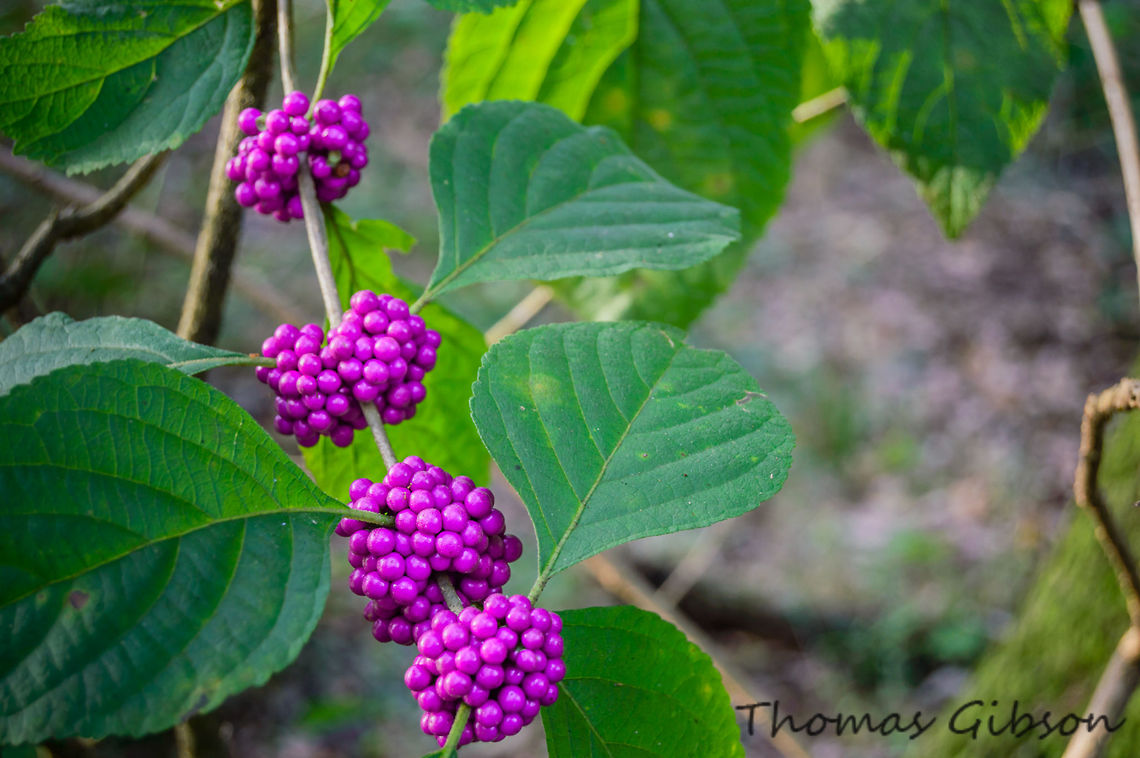 Callicarpa americana American beautyberry  also known as American love beads Bush, is a plant from the family of the lip bloom plants (Lamiaceae), which are among the Lippenbl&uuml;tlerartigen (Lamiales). It is located in eastern North America. American Beautyberry,American beautyberry,Beauty,Botany,Callicarpa americana,CloseUp,Daylight,Detail,Fall,Florida,Geotagged,Nature,Plant,United States,Wild,beautiful,beautyberry,nature walk,photo by T.G,southern forests