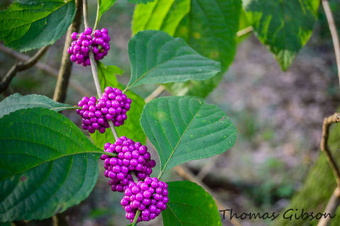 Callicarpa americana American beautyberry  also known as American love beads Bush, is a plant from the family of the lip bloom plants (Lamiaceae), which are among the Lippenblütlerartigen (Lamiales). It is located in eastern North America. American Beautyberry,American beautyberry,Beauty,Botany,Callicarpa americana,CloseUp,Daylight,Detail,Fall,Florida,Geotagged,Nature,Plant,United States,Wild,beautiful,beautyberry,nature walk,photo by T.G,southern forests