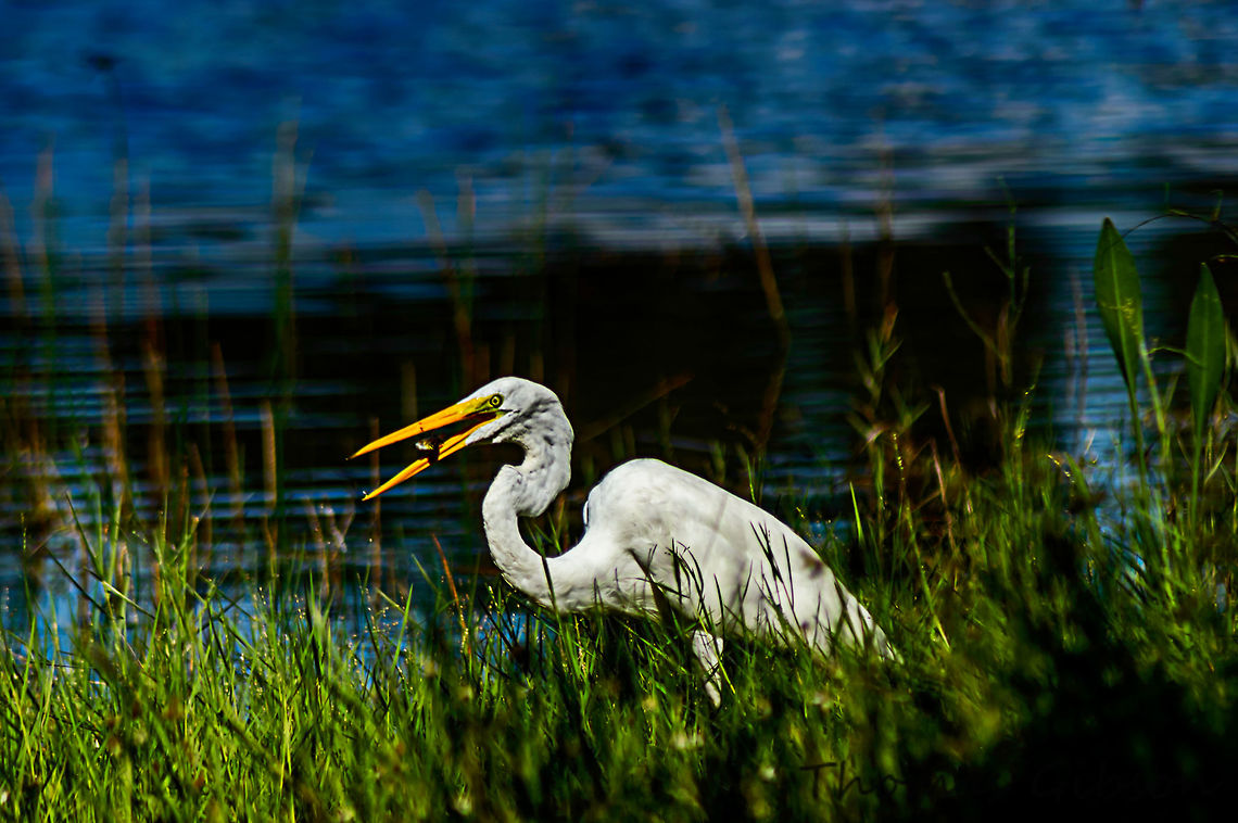 great_egret_with_fish The great egret (Ardea alba), also known as the common egret, large egret or (in the Old World) great white heron, is a large, widely distributed egret, with four subspecies found in Asia, Africa, the Americas, and southern Europe. Distributed across most of the tropical and warmer temperate regions of the world. It builds tree nests in colonies close to water. Ardea alba,Fall,Geotagged,Great egret,United States