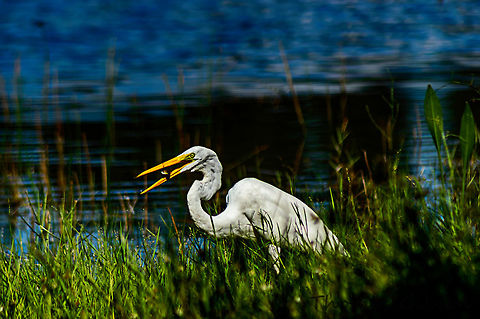 great_egret_with_fish The great egret (Ardea alba), also known as the common egret, large egret or (in the Old World) great white heron, is a large, widely distributed egret, with four subspecies found in Asia, Africa, the Americas, and southern Europe. Distributed across most of the tropical and warmer temperate regions of the world. It builds tree nests in colonies close to water. Ardea alba,Fall,Geotagged,Great egret,United States
