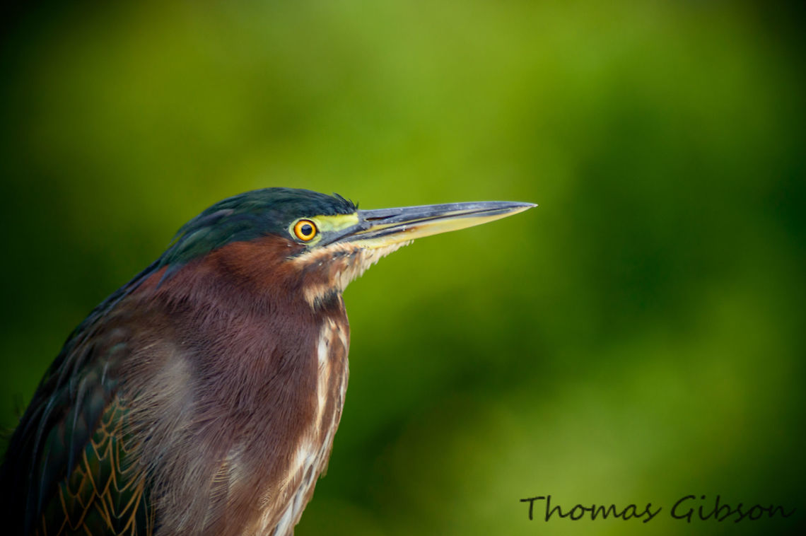 Green_heron is a small heron of North and Central America. It was long considered conspecific with its sister species the striated heron (Butorides striata), and together they were called &quot;green-backed heron&quot;. The green heron is relatively small; adult body length is about 44 cm (17 in). The neck is often pulled in tight against the body. Adults have a glossy, greenish-black cap, a greenish back and wings that are grey-black grading into green or blue, a chestnut neck with a white line down the front, grey underparts and short yellow legs. The bill is dark with a long, sharp point. Butorides virescens,Green heron
