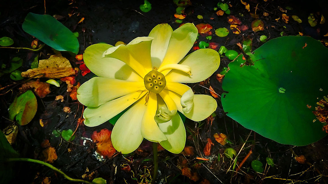 American lotus (Nelumbo lutea)  Geotagged,Nelumbo lutea,Spring,United States
