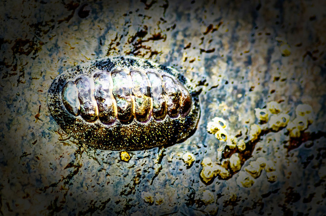 Chiton olivaceus  Chiton olivaceus,Chitonida,CloseUp,Daylight,Detail,Florida,Geotagged,Nature,Summer,United States,beach,chiton,coast,green chiton,polyplacophoran