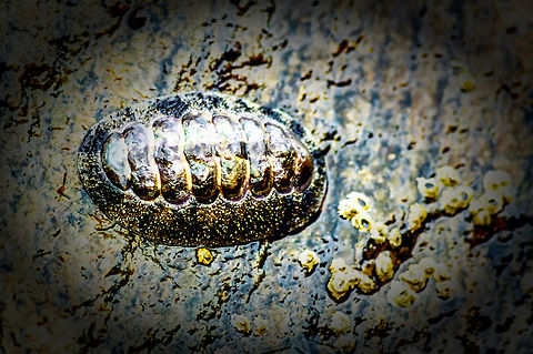 Chiton olivaceus  Chiton olivaceus,Chitonida,CloseUp,Daylight,Detail,Florida,Geotagged,Nature,Summer,United States,beach,chiton,coast,green chiton,polyplacophoran