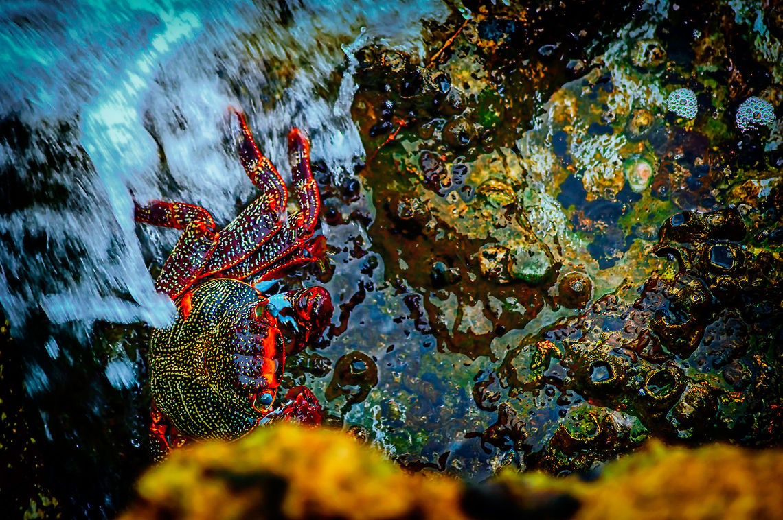 unknown  Beauty,CloseUp,Daylight,Detail,Florida,Geotagged,Glow,Nature,Nature Photographer,Single,Thomas G Photography,United States,Wild,Wild Life,beach,beautiful,coast,digital,light,photo by T.G