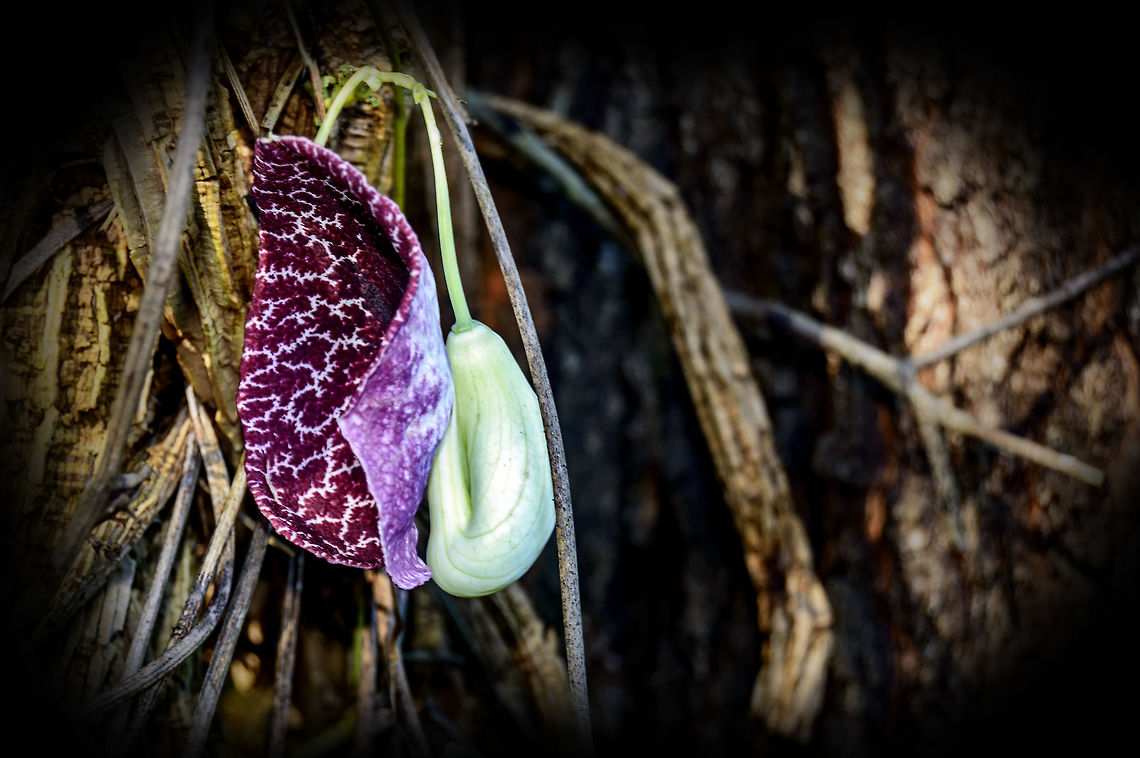 Calico flower A wild flower spotted while hiking a trail. Aristolochia littoralis,Geotagged,Summer,United States