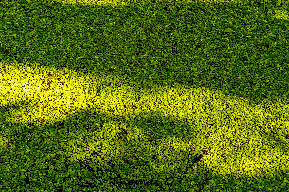 duck weed  Geotagged,Nature,Spirodela polyrhiza,Summer,United States