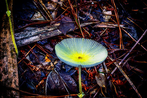 wild mushroom Don't know the species but will try looking it up By it's self,Coprinus plicatilis,Daylight,Detail,Florida,Geotagged,Nature,Pleated Inkcap,Single,Summer,United States,Wild,art,background,beautiful,digital,light,park,photo by T.G,southern landscape