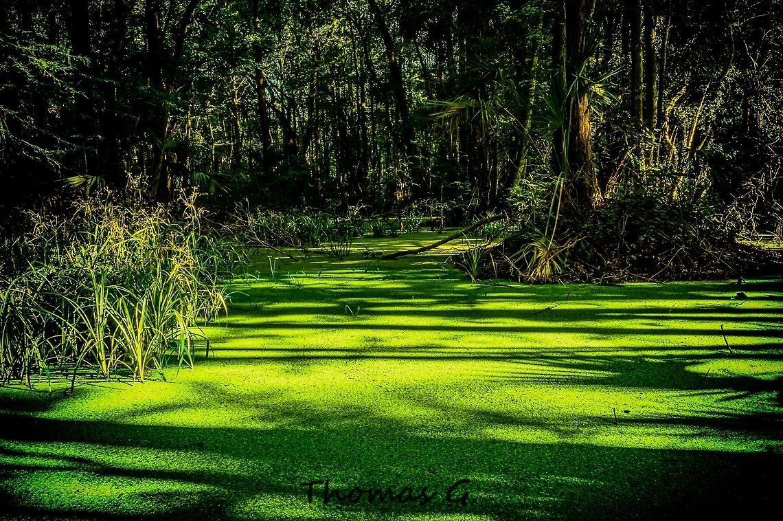 duck_weed_covered_pond Ran into this Beauty of a pond when I stepped off the trail and decided to take a mosquito infested animal trail. About 30 minutes in I ran into this pond full of duck weed. Geotagged,Nature,Summer,United States