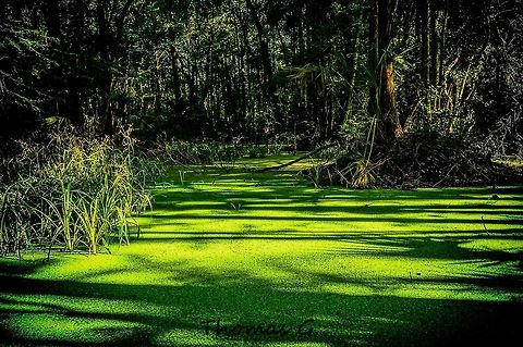 duck_weed_covered_pond Ran into this Beauty of a pond when I stepped off the trail and decided to take a mosquito infested animal trail. About 30 minutes in I ran into this pond full of duck weed. Geotagged,Nature,Summer,United States