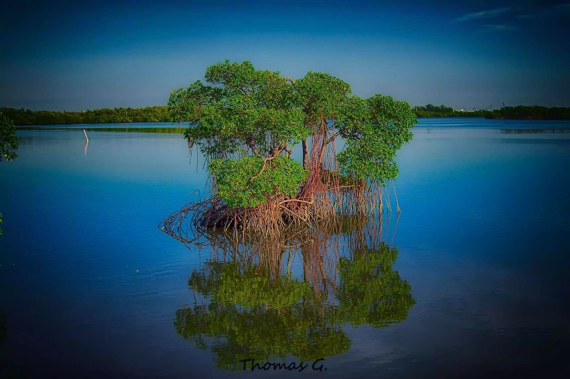 all alone (Rhizophora mangle) Saw this mangrove  in the middle of the lake and stood there looking at it as it stood there all alone and creating it&#039;s own little island. Geotagged,Red mangrove,Rhizophora mangle,Summer,United States