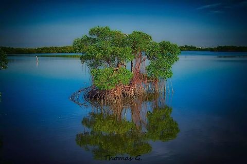 all alone (Rhizophora mangle) Saw this mangrove  in the middle of the lake and stood there looking at it as it stood there all alone and creating it's own little island. Geotagged,Red mangrove,Rhizophora mangle,Summer,United States