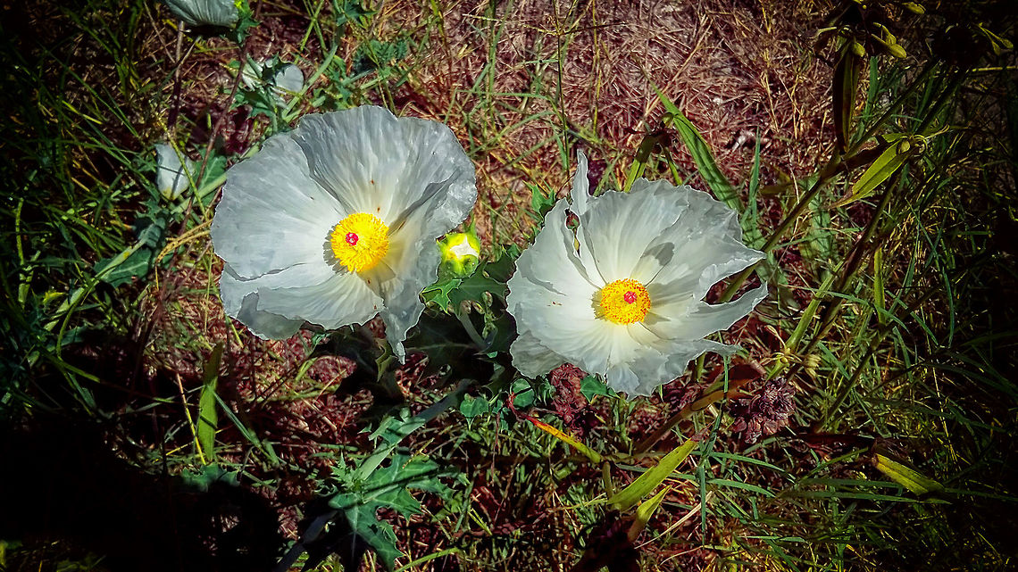 Argemone_albiflora  Argemone albiflora,Beauty,Daylight,Detail,Florida,Geotagged,Landscape,Nature,Summer,United States,Wild,background,digital,light,nomad2326,park,wallpaper,woods