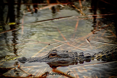Alligator mississippiensis  Alligator mississippiensis,American Alligator,Daylight,Detail,Florida,Geotagged,Landscape,Nature,Single,United States,Wild,Wild Life,Winter,background,digital,nomad2326,park,photo by T.G,wallpaper