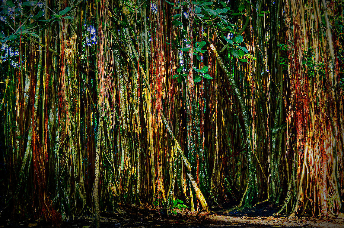 Banyan_tree  Daylight,Detail,Fall,Ficus aurea,Florida,Florida strangler fig,Geotagged,Landscape,Nature,United States,background,digital,light,nature walk,nomad2326,park,photo by T.G,trees,wallpaper,woods