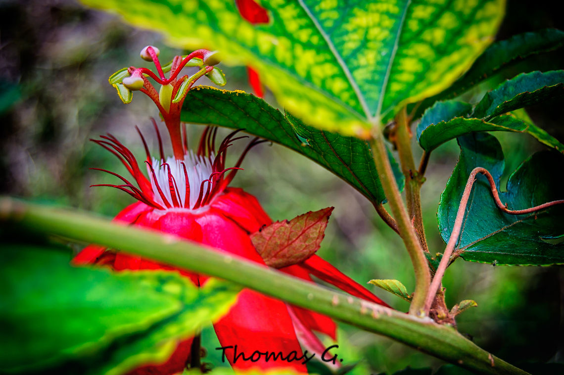 Passiflora vitifolia  Beauty,Crimson passion flower,Daylight,Detail,Florida,Geotagged,Nature,Passiflora vitifolia,United States,Wild,Winter,background,beautiful,digital,light,nomad2326,perfumed passionflower,photo by T.G,wallpaper