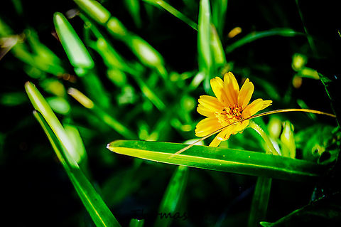 Sphagneticola trilobata  Bay Biscayne,Beauty,Daylight,Detail,Florida,Geotagged,Nature,Singapore daisy,Single,Sphagneticola trilobata,United States,Wild,background,beautiful,creeping-oxeye,digital,light,nomad2326,trailing daisy,wallpaper