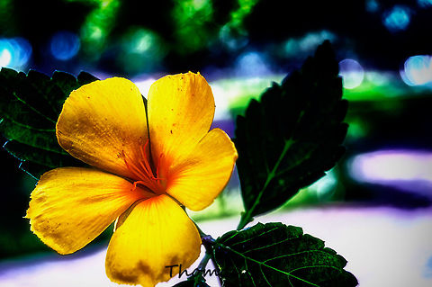 Turnera ulmifolia  Beauty,Daylight,Detail,Florida,Geotagged,Nature,Turnera ulmifolia,United States,Wild,Winter,Yellow Alder,background,beautiful,digital,light,nomad2326,ramgoat dashalong,wallpaper,yellow alder