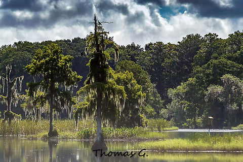 Taxodium distichum  Daylight,Florida,Gulf-cypress,Landscape,Nature,Taxodium distichum,United States,background,bald cypress,bald-cypress,baldcypress,beautiful,digital,light,nomad2326,park,southern-cypress,swamp cypress,tidewater red-cypress,trees
