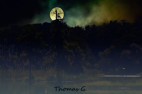 Taxodium distichum night time  Digital Art,Effects,Florida,Geotagged,Landscape,Nature,Summer,Taxodium distichum,United States,art,background,digital,light,nomad2326,park,photo by T.G,trees,wallpaper,woods