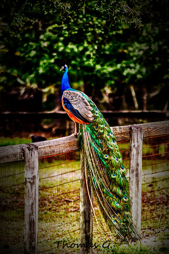 Indian peafowl Not a Good shot at all but thought i would share it. was on a farmers fence and when i moved it ran off so wasn't able to get a better shot. Geotagged,Indian peafowl,Pavo cristatus,Summer,United States