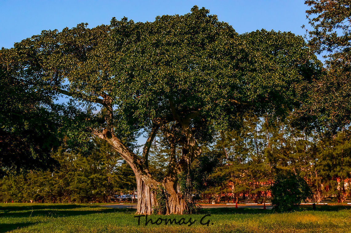 Ficus benghalensis  Banyan,Daylight,Detail,Ficus benghalensis,Florida,Geotagged,Indian banyan,Landscape,Nature,Single,Summer,United States,background,banyan,banyan fig,digital,light,nomad2326,photo by T.G,trees
