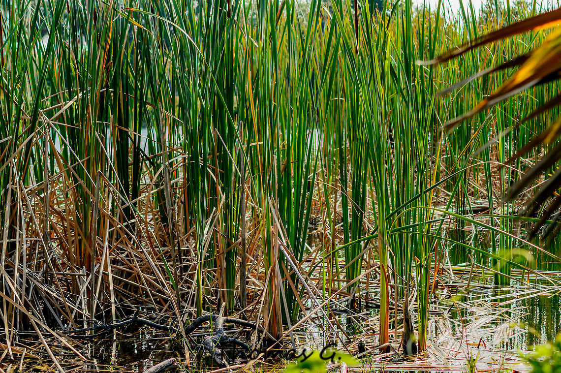 Typha  Broad leaf cattail,Broadleaf cattail,Cladium,Cladium mariscus,Daylight,Detail,Fen-sedge,Florida,Landscape,Nature,Southern cattail,Twig-sedge,Typha,Typha latifolia,United States,Wild,background,bulrush,cat-o'-nine-tails,common bulrush