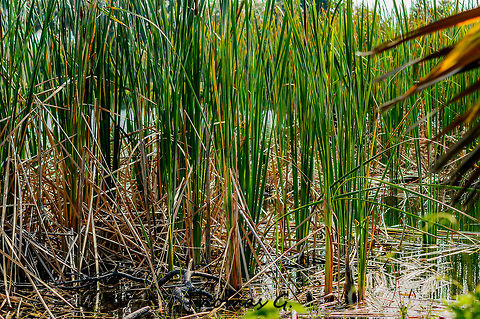Typha  Broad leaf cattail,Broadleaf cattail,Cladium,Cladium mariscus,Daylight,Detail,Fen-sedge,Florida,Landscape,Nature,Southern cattail,Twig-sedge,Typha,Typha latifolia,United States,Wild,background,bulrush,cat-o'-nine-tails,common bulrush