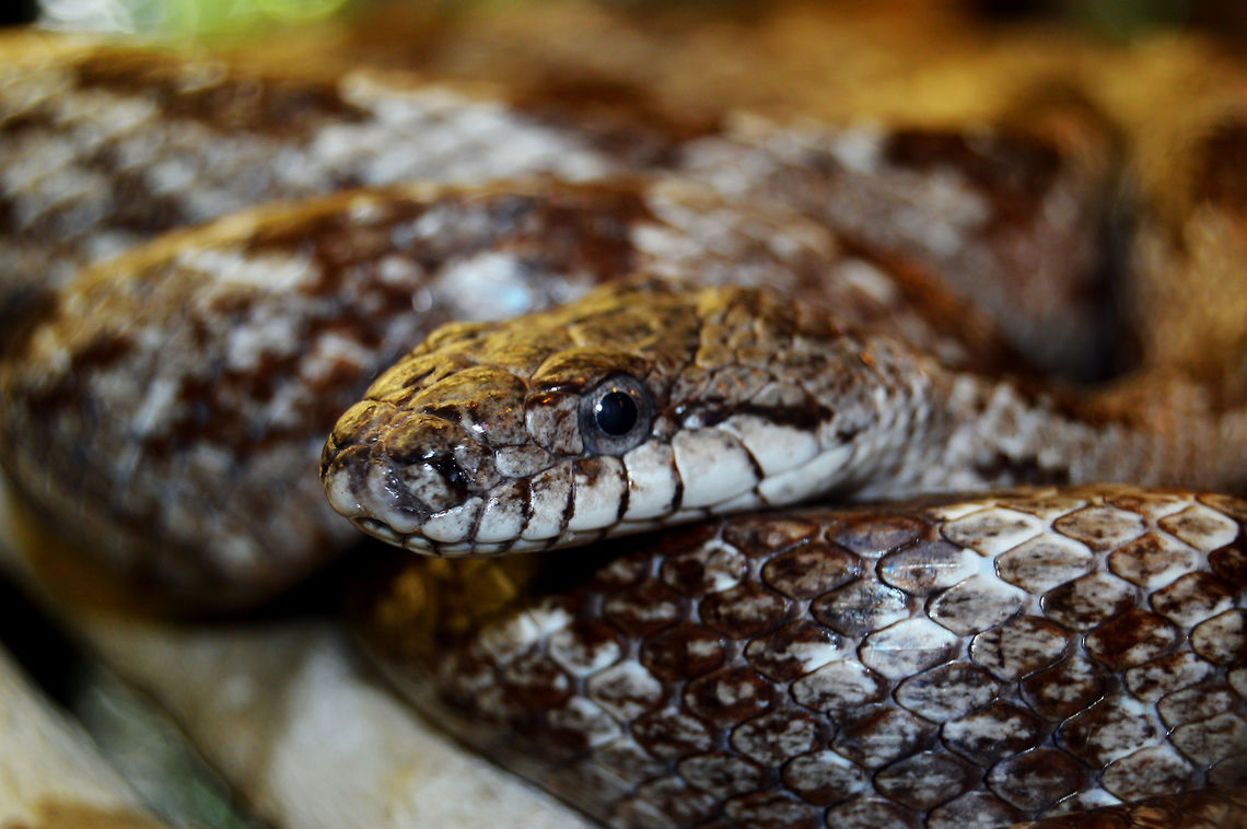 Agkistrodon piscivorus  Agkistrodon piscivorus,Animal,Beauty,By it's self,CloseUp,Cottonmouth,Daylight,Detail,Eastern ratsnake,Florida,Florida Cottonmouth,Geotagged,Nature,Pantherophis alleghaniensis,Single,Snake,Wild,Wild Life,beautiful,gapper