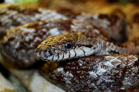 Agkistrodon piscivorus  Agkistrodon piscivorus,Animal,Beauty,By it's self,CloseUp,Cottonmouth,Daylight,Detail,Eastern ratsnake,Florida,Florida Cottonmouth,Geotagged,Nature,Pantherophis alleghaniensis,Single,Snake,Wild,Wild Life,beautiful,gapper