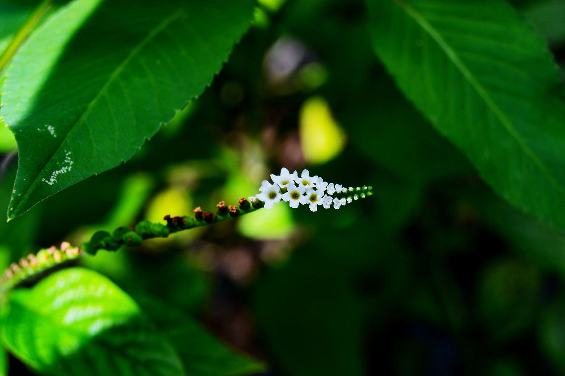 Heliotropium indicum really small white wild flower Beauty,Butterfly Heliotrope,CloseUp,Daylight,Detail,Florida,Flower,Heliotropium Angiospermum,Nature,Scorpion’s Tail,Single,Wild,beautiful,digital,light,nectar,nomad2326,ornamental,park,serene
