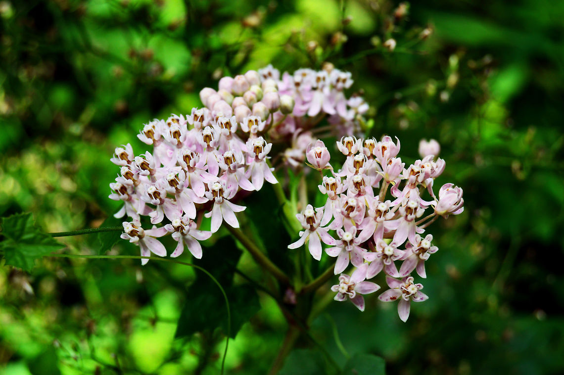 Asclepias_eriocarpa  Asclepias eriocarpa,Daylight,Florida,Landscape,Nature,United States,background,blossom,flower,gardening,image,lace,land,nomad2326,organic,outdoor,park,photo,plant,season