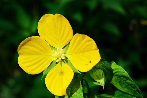 Ludwigia_peruviana  Daylight,Detail,Florida,Ludwigia peruviana,Nature,Peruvian Primrose Willow,United States,background,beautiful,blossom,bush,flower,foliage,grass,green,life,light,nomad2326,plant,soft