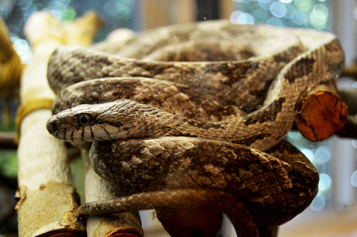 DSC_3049  Agkistrodon piscivorus,Cottonmouth,Florida,Florida Cottonmouth,Nature,common,gapper,nomad2326,reptile,viper