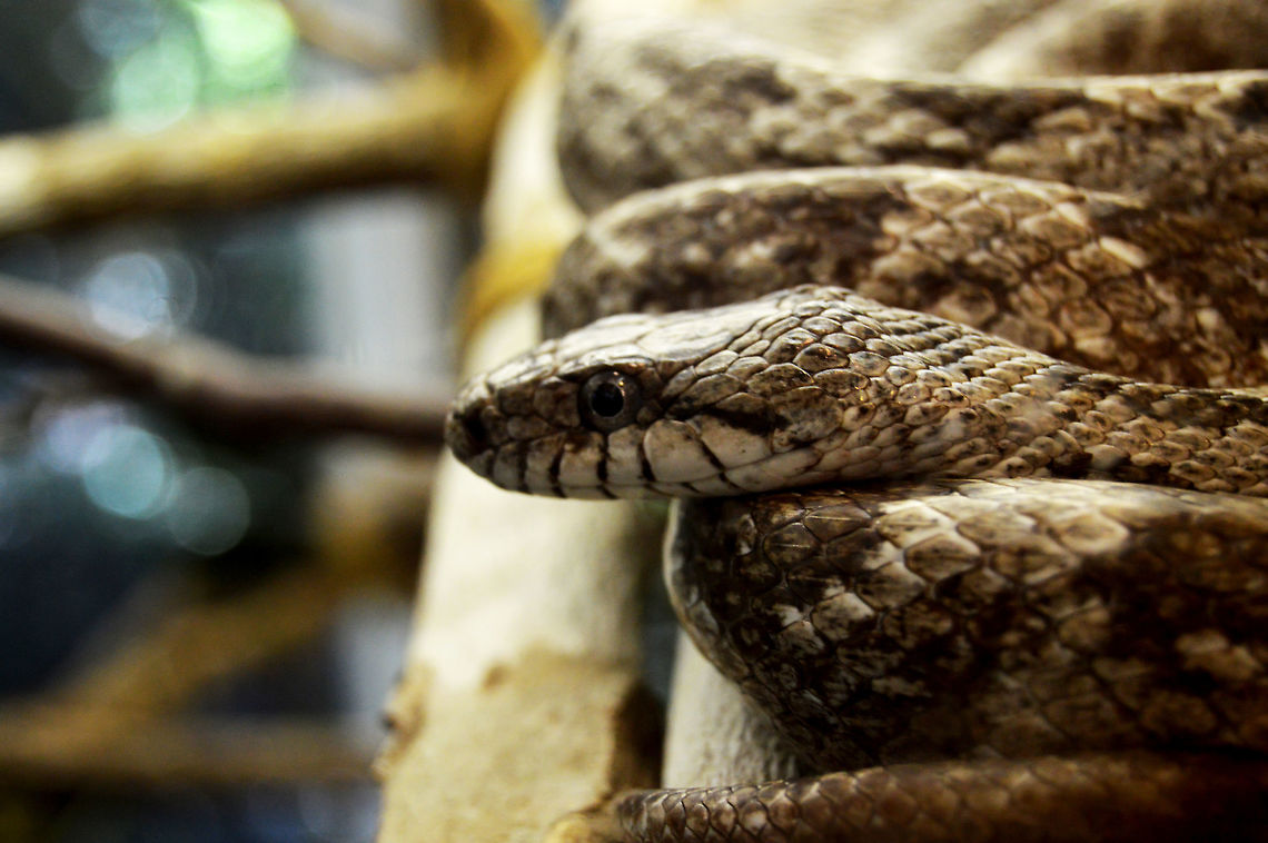 DSC_3048-2  Agkistrodon piscivorus,Cottonmouth,Florida,Florida Cottonmouth,Nature,common,gapper,nomad2326,reptile,viper